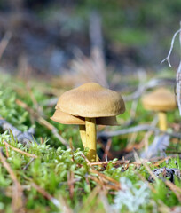
two mushrooms are seen growing in the forest on a tree trunk.
