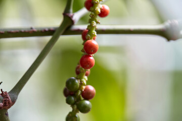 Close-up view of ripe peppercorn hanging on plant