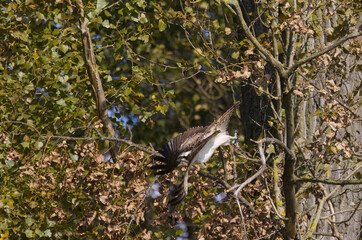 Osprey taking off, Osprey on a branch, Late summer and browning leaves, Bird of prey on a tree, Osprey lying in wait in the midday sun, Branches with leaves in late summer
