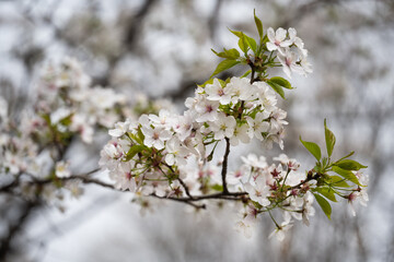 산벚나무