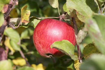 
one red apple hanging from a branch among green leaves.