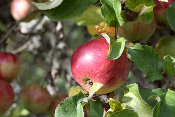 
one red apple hanging from a branch among green leaves.