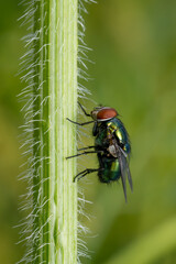 Sheep-strike Greenbottle - Lucilia sericata, green parasitic fly from neadows and pastures of Europe, Asia and America, Zlin, Czech Republic.