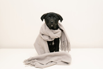 Black Puppy Sitting With Draped Scarf