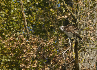 shaking osprey, osprey on a branch, late summer and browning leaves, bird of prey on a tree, osprey...