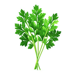 Vibrant Green Parsley: Fresh Herb, Culinary Ingredient, and Botanical Delight