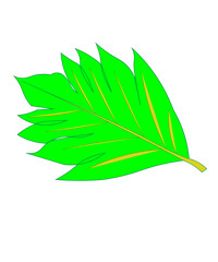 green leaf isolated