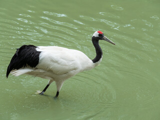 red-crowned crane