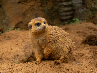 Fototapeta premium groundhog