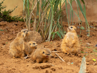 Obraz premium groundhog family