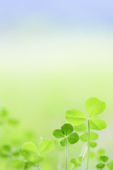 背景に使えるクローバー・縦