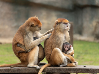 monkey mother and baby