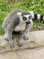 ring tailed lemur