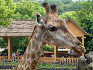 giraffe in the zoo