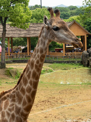 giraffe in the zoo