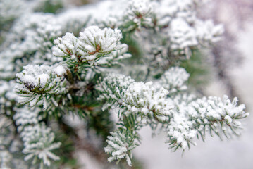Snow-covered branches of spruce in the winter fores