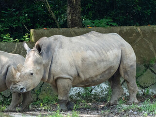 Naklejka premium rhino in the zoo