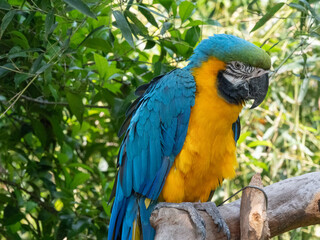 blue and gold macaw