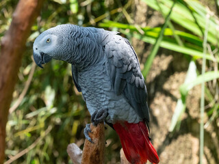 blue and yellow macaw