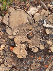 A tree stump that has been cut to reveal its inner core.