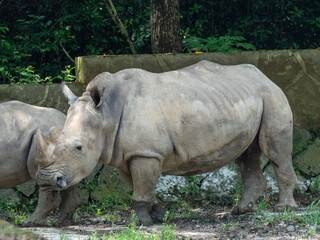 Naklejka premium rhino in zoo