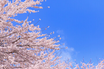 背景に使える桜