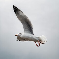 Fototapeta premium A majestic seagull in mid-flight, wings fully extended, highlighting the intricate feather patterns and aerodynamics against a clean white backdrop.