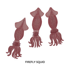 富山_ほたるいかのイラスト＿色鉛筆タッチ