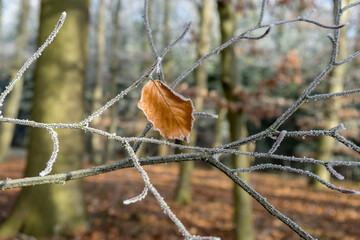 Single beech leaf on branch with hoarfrost in winter 