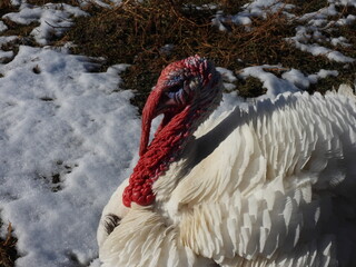 White turkey in the yard