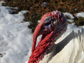 White turkey in the yard