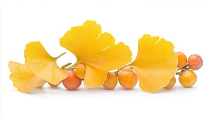 Fototapeta premium Few yellow ginkgo biloba leaf with berries, on white background