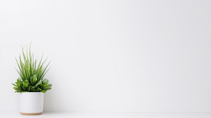 Potted green plants in a minimalist indoor setting with a clean white background