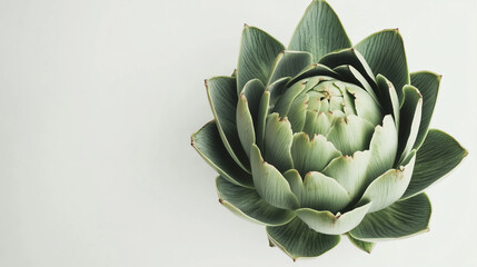 Fototapeta premium Artichoke on white background