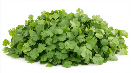 Cilantro isolated on white background