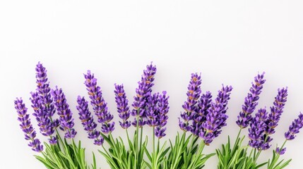 Obraz premium A vibrant arrangement of fresh lavender flowers on a white background, showcasing natural beauty