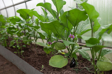Eggplants blooming with purple flowers growing in a greenhouse. Organic vegetables. Eco farm. Selective focus.