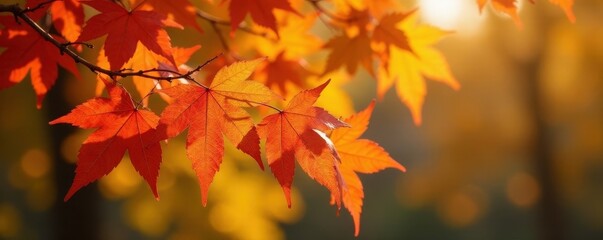 Obraz premium Vibrant orange leaves on a tree in Lincoln, Nebraska's autumn , photography, harvest