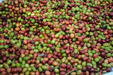 Close-up photo of fresh coffee cherries in various stages of ripeness, showing vibrant colors from green to red. Ideal for themes related to coffee farming, agriculture, and natural produce.