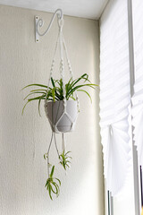 Close up shot of the plant in the weaved macrame flowerpot. Interior