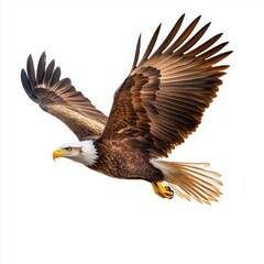 Obraz premium Noble eagle with sharp golden feathers soaring in a clear sky against a white background