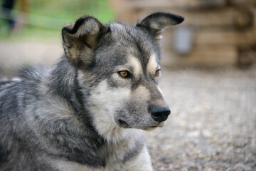 Sled dog resting before the daily demonstration at Denali National Park and Preserve. Alaska.