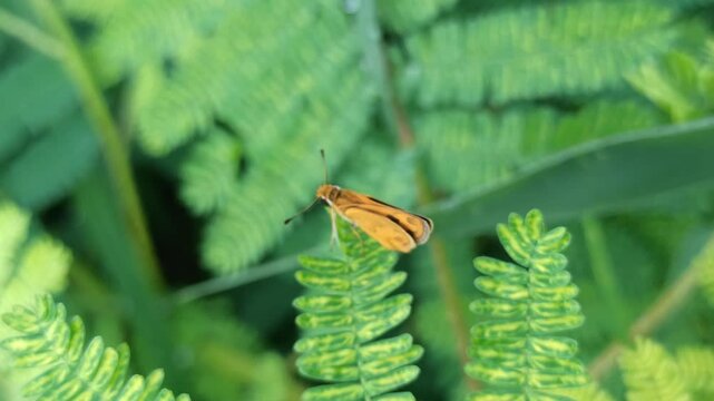 Least Skipper in the garden