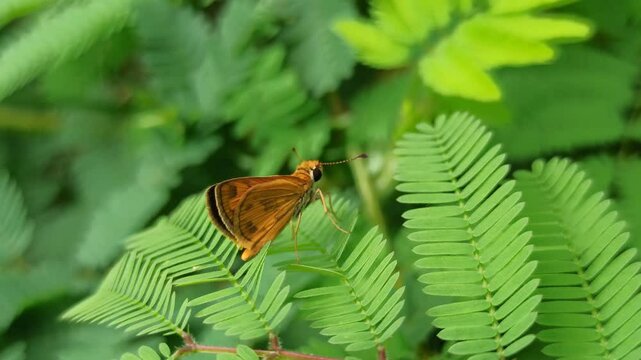 Least Skipper in the garden