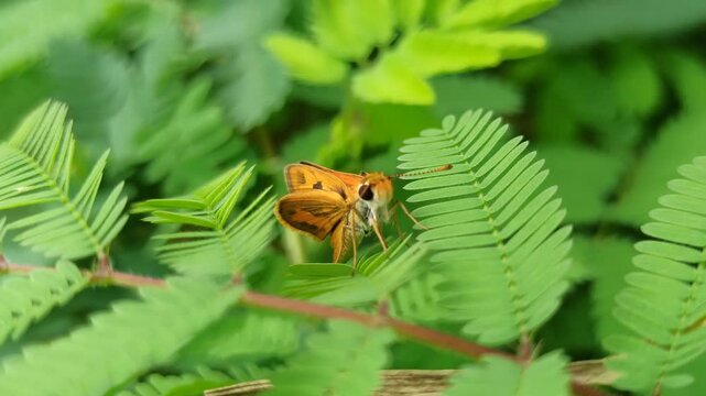 Least Skipper in the garden