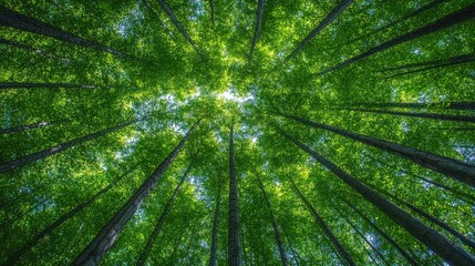 Lush green canopy viewed from below, sunlight filtering through tall trees in a serene forest