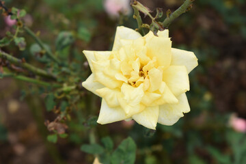 Beautiful yellow rose flower closeup in garden, A very beautiful yellow rose flower bloomed on the rose tree, Rose flower closeup, bloom flowers, Natural spring flower, Natural floral background, 