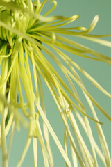 green chrysanthemum in the garden