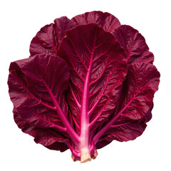 Obraz premium Close-up image of a vibrant bunch of red chard leaves isolated on a cut out background.