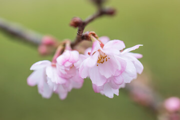 winter cherry, rosebud cherry Autumnalis